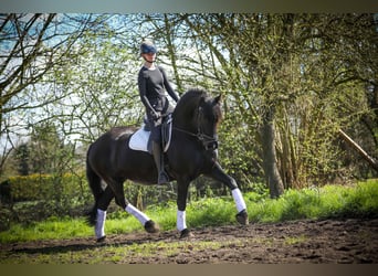 Friesian horses, Mare, 12 years, 16 hh, Black