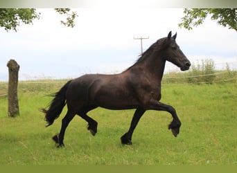 Friesian horses, Mare, 12 years, 16 hh, Black