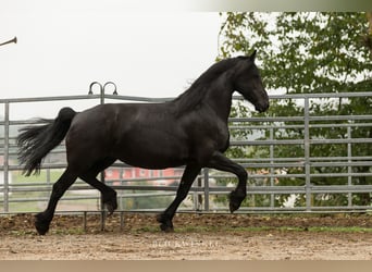 Friesian horses, Mare, 12 years, 16 hh, Black