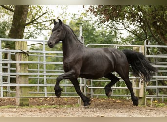 Friesian horses, Mare, 12 years, 16 hh, Black