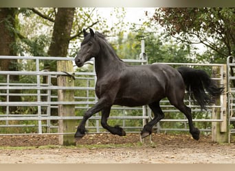 Friesian horses, Mare, 12 years, 16 hh, Black