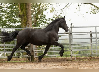 Friesian horses, Mare, 12 years, 16 hh, Black