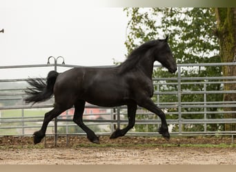Friesian horses, Mare, 12 years, 16 hh, Black