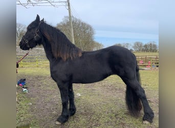 Friesian horses, Mare, 12 years, 5,3 hh, Black