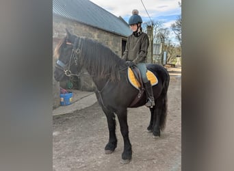 Friesian horses, Mare, 12 years, 5,3 hh, Black