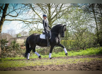 Friesian horses, Mare, 12 years, Black