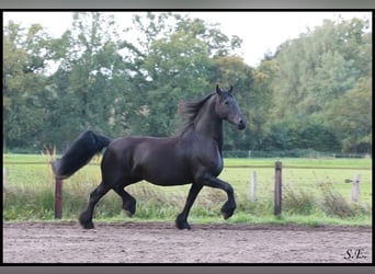 Friesian horses, Mare, 13 years, 16 hh, Black