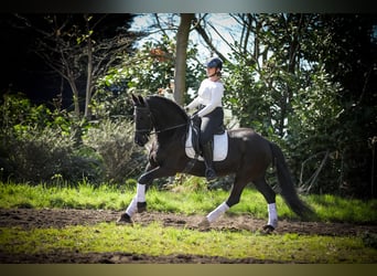 Friesian horses, Mare, 13 years, 16 hh, Black