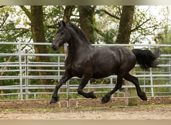 Friesian horses, Mare, 13 years, 16 hh, Black