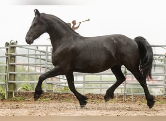Friesian horses, Mare, 13 years, 16 hh, Black