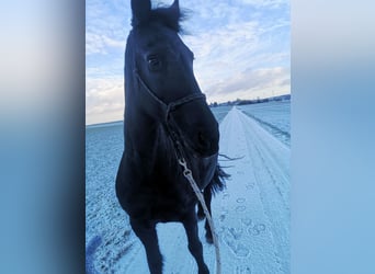 Friesian horses, Mare, 13 years, 16 hh, Black