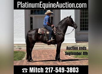 Friesian horses, Mare, 13 years, 17 hh, Black