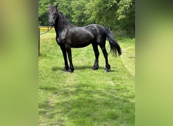 Friesian horses, Mare, 13 years