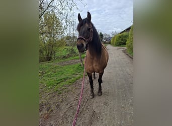 Friesian horses Mix, Mare, 14 years, 14.3 hh, Dun