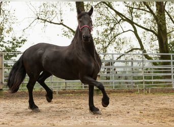 Friesian horses, Mare, 14 years, 15.2 hh, Black