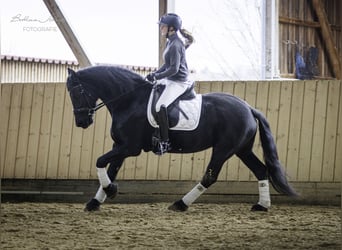Friesian horses, Mare, 14 years, 15.3 hh, Black