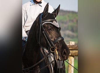 Friesian horses, Mare, 14 years, 15.3 hh, Black