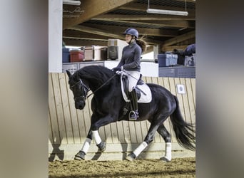 Friesian horses, Mare, 14 years, 15.3 hh, Black