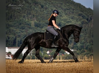 Friesian horses, Mare, 14 years, 15.3 hh, Black