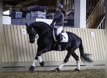 Friesian horses, Mare, 14 years, 15.3 hh, Black