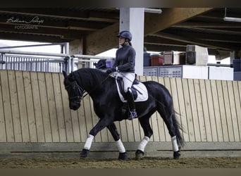 Friesian horses, Mare, 14 years, 15.3 hh, Black