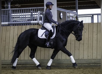 Friesian horses, Mare, 14 years, 15.3 hh, Black