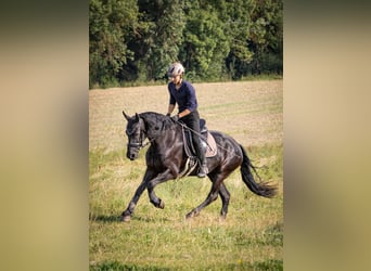 Friesian horses, Mare, 14 years, 15.3 hh, Black