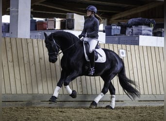 Friesian horses, Mare, 14 years, 15.3 hh, Black