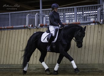 Friesian horses, Mare, 14 years, 15.3 hh, Black