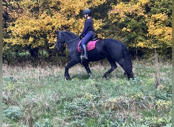 Friesian horses, Mare, 14 years, 15,1 hh, Black