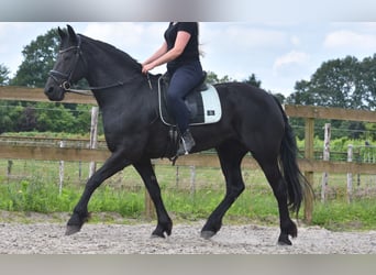 Friesian horses, Mare, 14 years, 16.1 hh, Black
