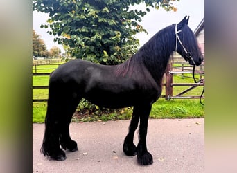 Friesian horses, Mare, 14 years, 16 hh, Black