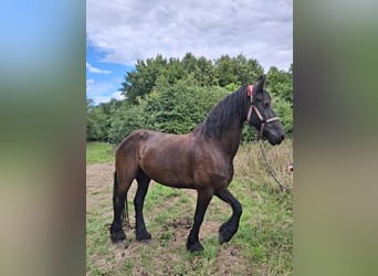 Friesian horses, Mare, 14 years, 16 hh, Black