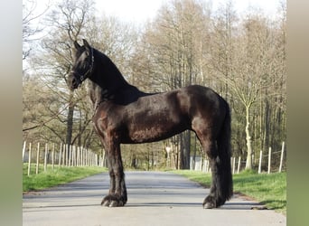 Friesian horses, Mare, 14 years, 16 hh, Black