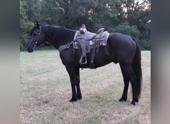 Friesian horses, Mare, 14 years, 17 hh, Black