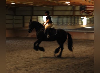 Friesian horses, Mare, 15 years, 15.1 hh, Black