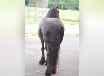 Friesian horses, Mare, 15 years, 15.1 hh, Black