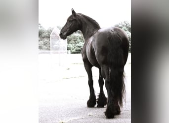 Friesian horses, Mare, 15 years, 15.1 hh, Black