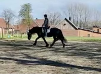 Friesian horses, Mare, 15 years, 15.3 hh, Black