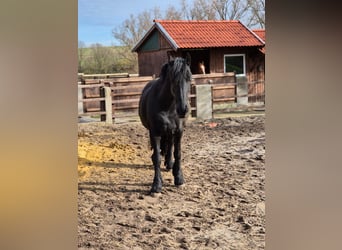 Friesian horses, Mare, 15 years, 15.3 hh, Black