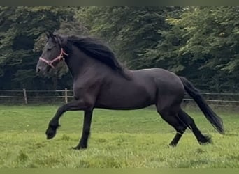 Friesian horses, Mare, 15 years, 15.3 hh, Black