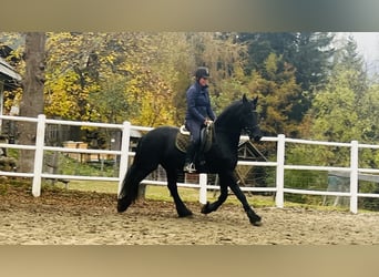 Friesian horses, Mare, 15 years, 16,1 hh, Black