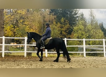 Friesian horses, Mare, 15 years, 16,1 hh, Black