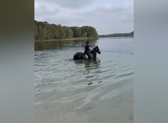 Friesian horses, Mare, 15 years, 16 hh, Black