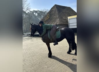 Friesian horses, Mare, 15 years, 16 hh, Black