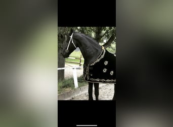 Friesian horses, Mare, 15 years, 16 hh, Black