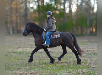 Friesian horses, Mare, 15 years, 16 hh, Black