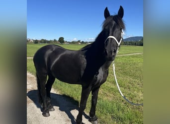 Friesian horses Mix, Mare, 15 years, 16 hh, Smoky-Black