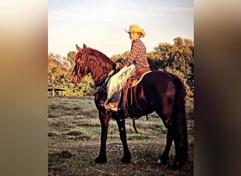 Friesian horses, Mare, 15 years, 16 hh