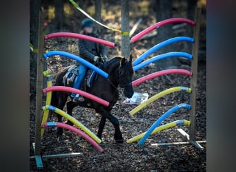 Friesian horses, Mare, 15 years, 16 hh